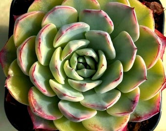 Echeveria Aurora Mint Variegated (Vary Large and Hardy, die einzige die ich je gesehen habe, daher extrem seltener koreanischer Import)