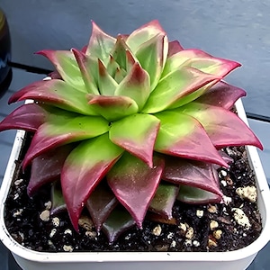 Echeveria Agavoides &#39;Ferregamo&#39; (Luxury Succulent, Ferarri quality, top shelf)