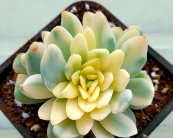 Echeveria Primera Variegada (la primera suculenta que importé, todavía muy buscada hoy en día).