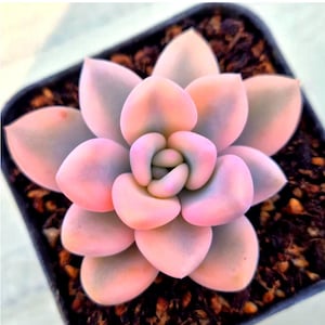 Graptoveria Opalina Bont BABY (bijna PERFECT, Koreaanse import)