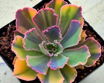 Echeveria Madre Del Sol Variegada (Única en su clase, colorida y hermosa, importada de Corea)