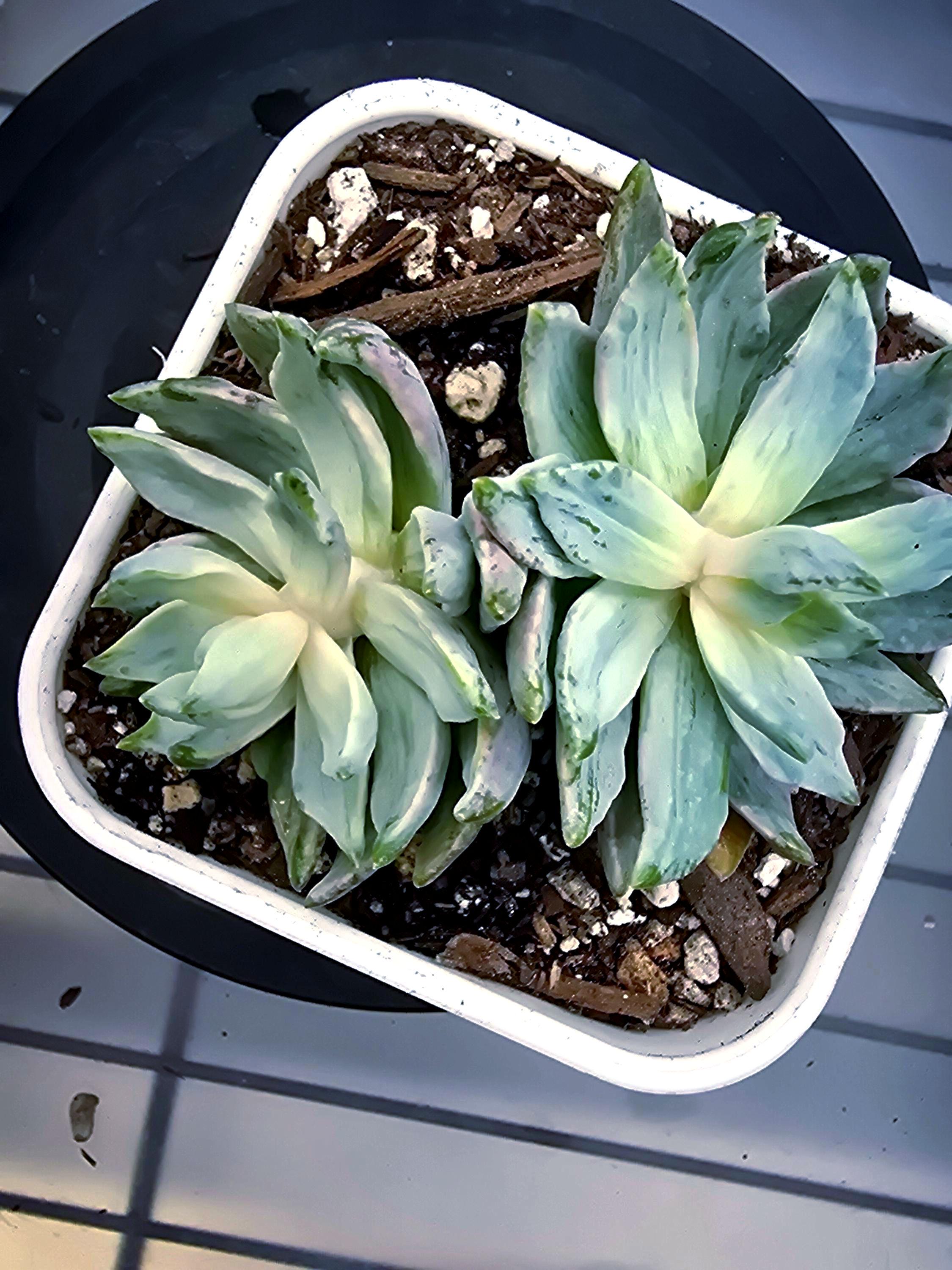 Echeveria Apollo Variegated (AkA Apollon, Double Headed Twins)