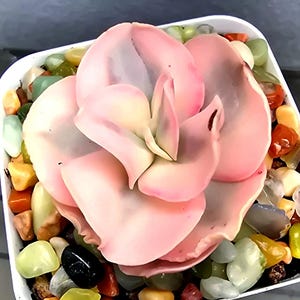 May include: A pale pink succulent, similar to a rose, in a white square pot. The plant is surrounded by colourful decorative stones in shades of green, yellow, orange, and black.