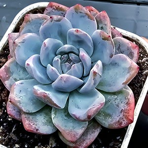 Echeveria Hosikage (One of the Originals, Classic Beauty)