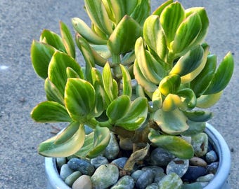 Crassula Ovata- Variegated Jade