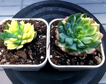 Sedeveria Blue Elf VARIEGATED (imports, extremely rarity and beauty)