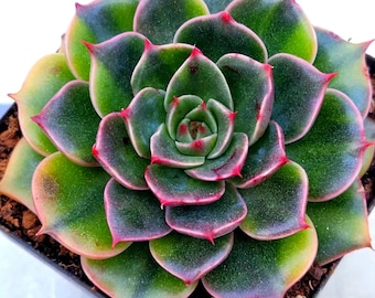 Echeveria Rudolf Variegada (Suculenta navideña muy divertida y festiva, importada de Corea)