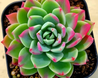 Echeveria Lavender Rhapsody Variegated (One of the true Rarest of the Blue Elf Family, Korean import)