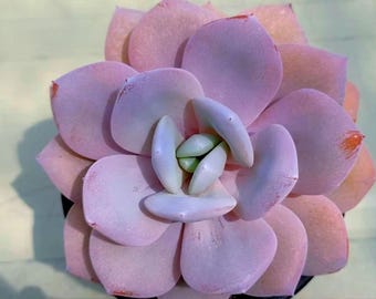 Echeveria Cream Tea (The most flawless succulent, Korean Import)