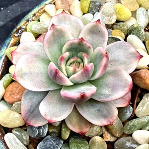 Echeveria laulensis - Etsy 日本
