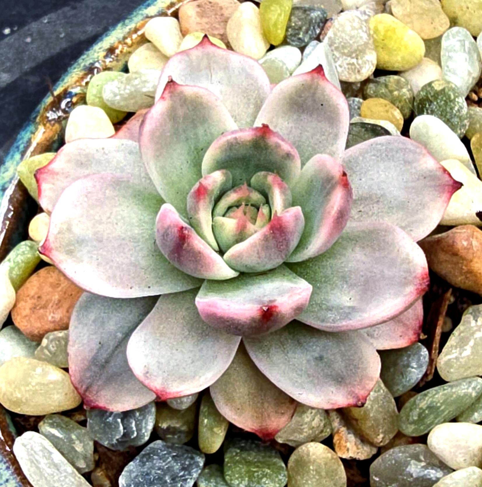 Echeveria laulensis - Etsy 日本