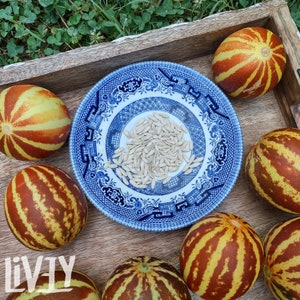 May include: A wooden tray holds several striped melons with yellow and red-brown hues. A blue and white patterned plate in the center contains melon seeds. The melons are arranged around the plate, suggesting a harvest or food preparation theme.