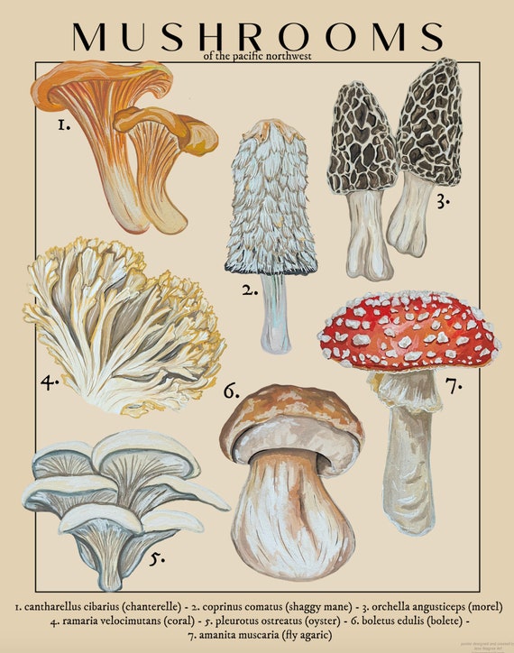 額装品/Sunday B Morning キャンベル Mushroom/ポスター Andy Warhol