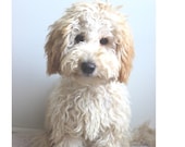 FABRIC LABRADOODLE DOG ( Blond) Puppy. One 16 inch square panel to sew or quilt.Actual picture is approx 8 x 10 quot on white background.