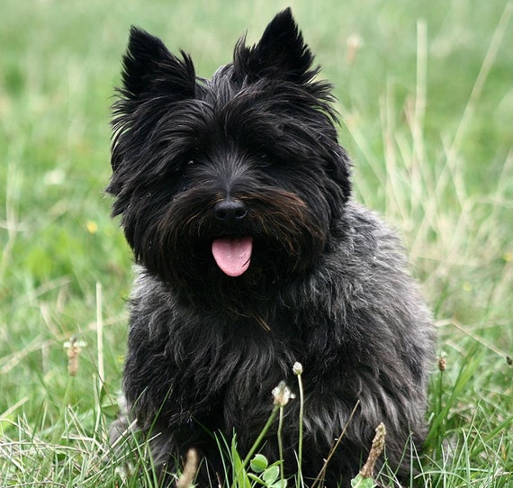 CAIRN TERRIER Black Dog on One 16 inch 