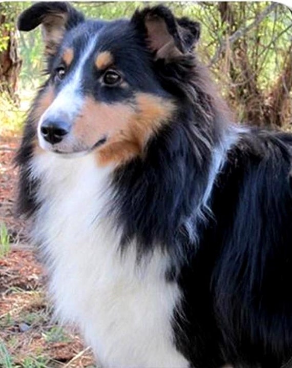 sheltie tricolor