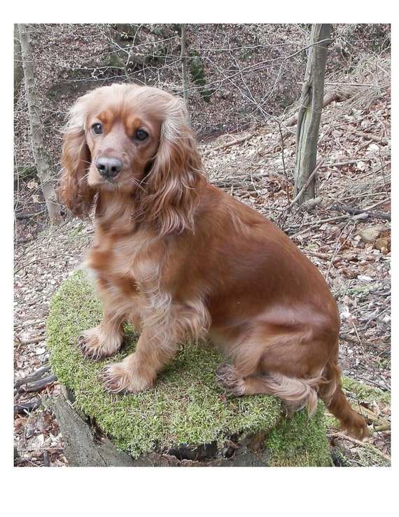 buff cocker spaniel