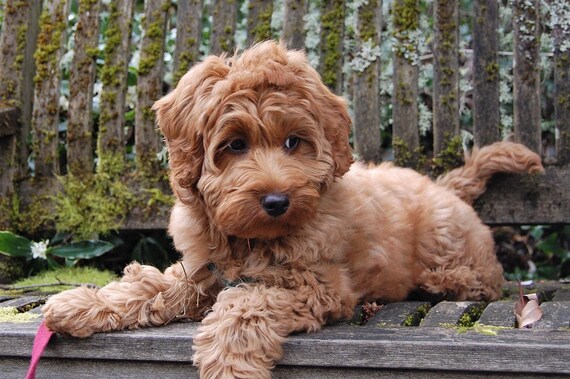 LABRADOODLE Dog Black Actual picture is approx 8 X 10 within White 16 inch square Fabric Panel to sew or quilt PUPPY