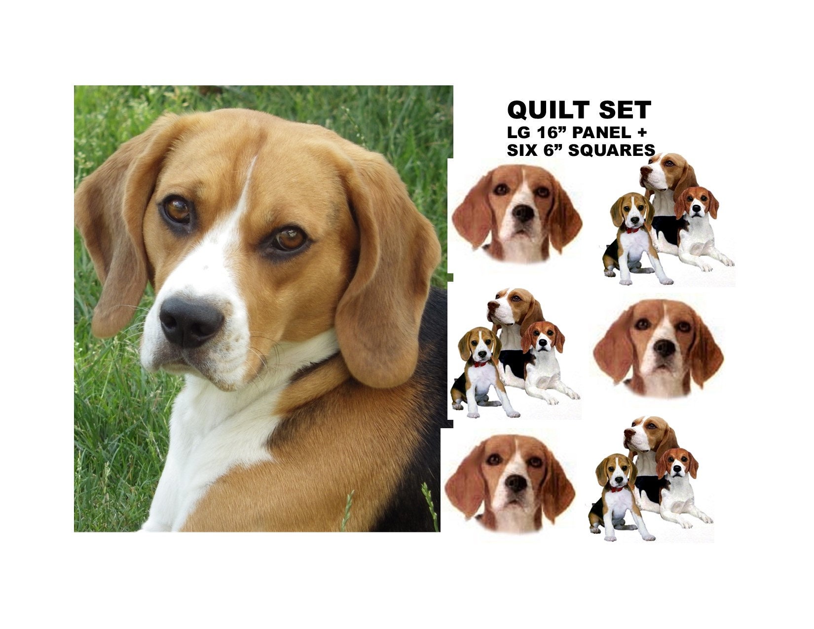 beagle large