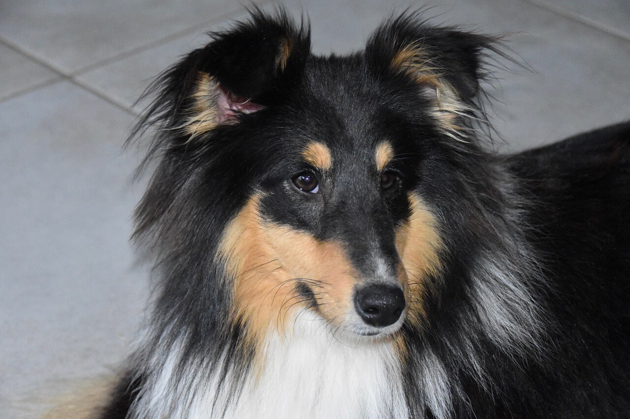 SHELTIE shetland Sheepdog Black & White Dog on ONE 16 Inch - Etsy