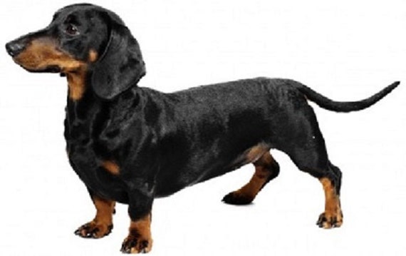 Dachshund Black Tan Smooth Dog Full Body On Twelve Etsy Dachshund Black Tan Smooth Dog Full Body On Twelve Etsy