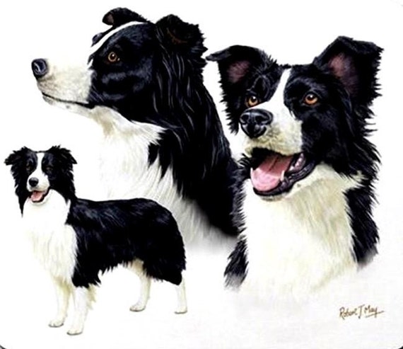 BORDER COLLIE 3 DOGs on ONE 16 inch Fabric Panel to Sew Actual pic is 8/"x10/".