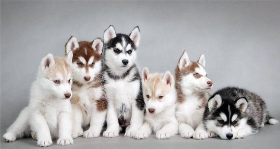 white alaskan husky puppy