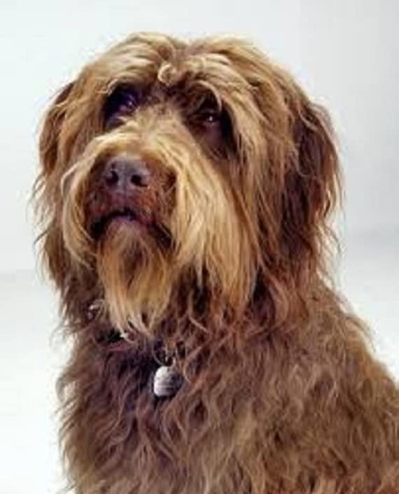 LABRADOODLE Dog Black Actual picture is approx 8 X 10 within White 16 inch square Fabric Panel to sew or quilt PUPPY