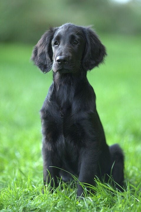 mini flat coated retriever