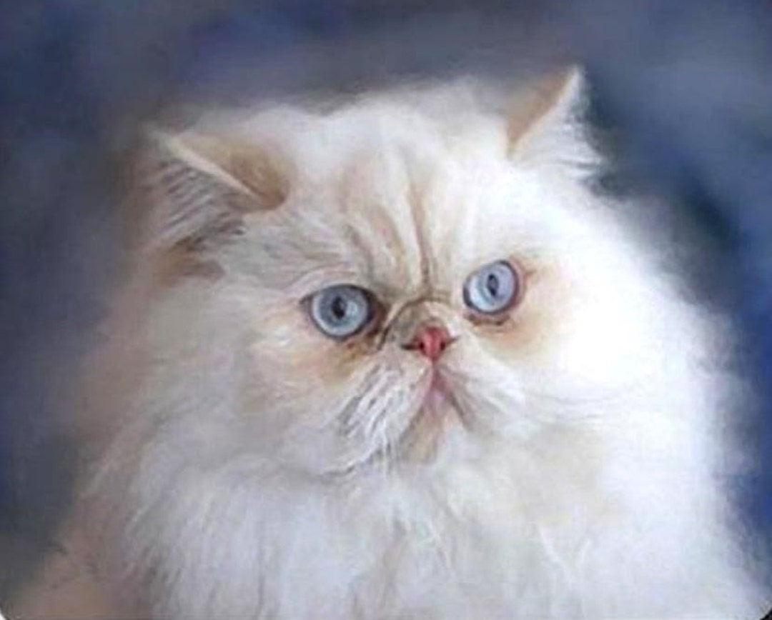 CAT PERSIAN WHITE Head With Blue Eyes on One 16 Inch Square CAT PERSIAN WHITE Head With Blue Eyes on One 16 Inch Square