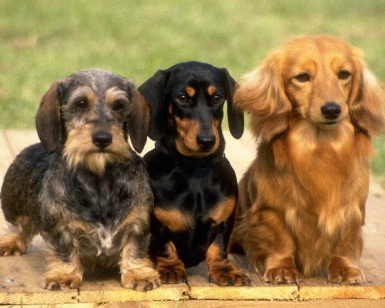 Kona Cotton.. Picture is 8 x 10 on white background DACHSHUND 3 styles shown on ONE 16 inch square Fabric Panel to Sew