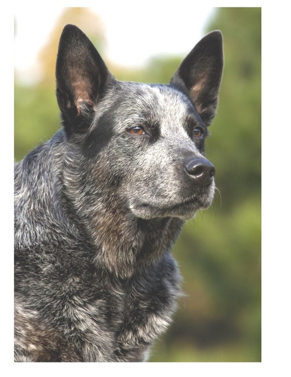 brazilian cattle dog