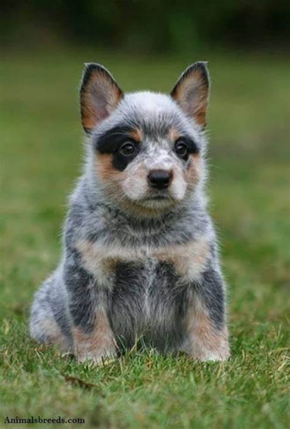 blue heeler puppy white