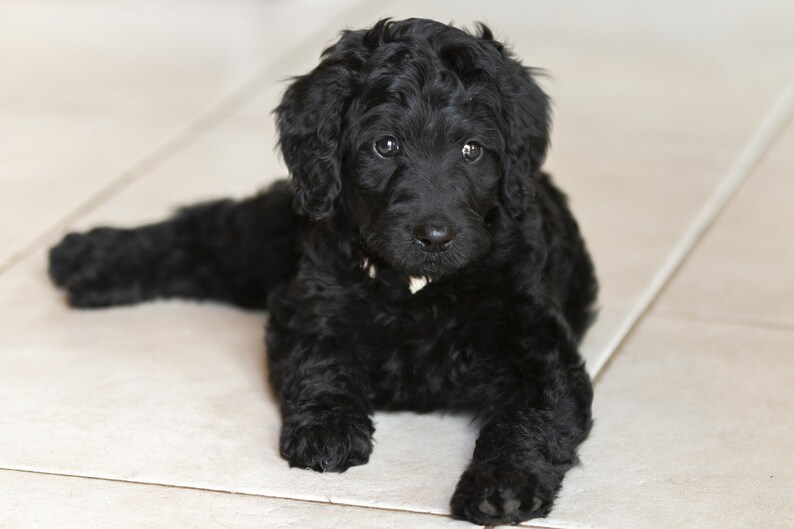 LABRADOODLE Dog Black Actual picture is approx 8 X 10 within White 16 inch square Fabric Panel to sew or quilt PUPPY