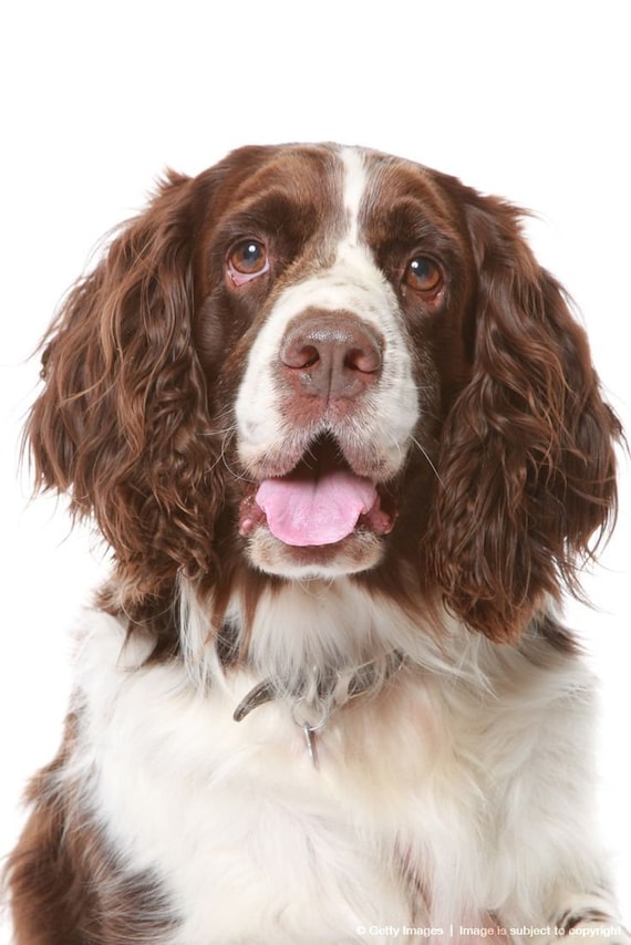 liver springer spaniel