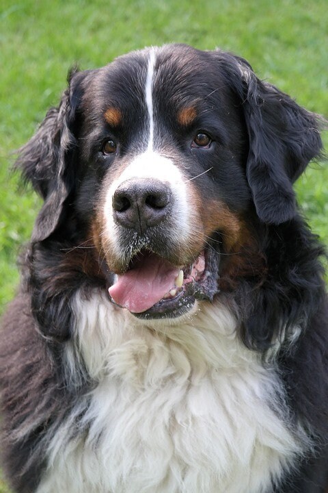 Bernese Mountain Dog Head On One 16 Inch Square Fabric Panel Etsy