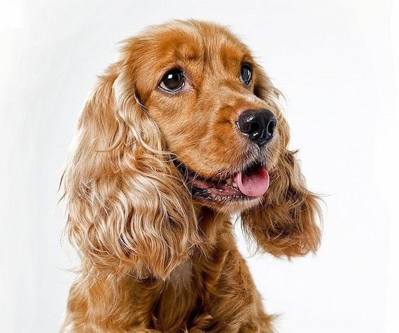 high cotton english cockers