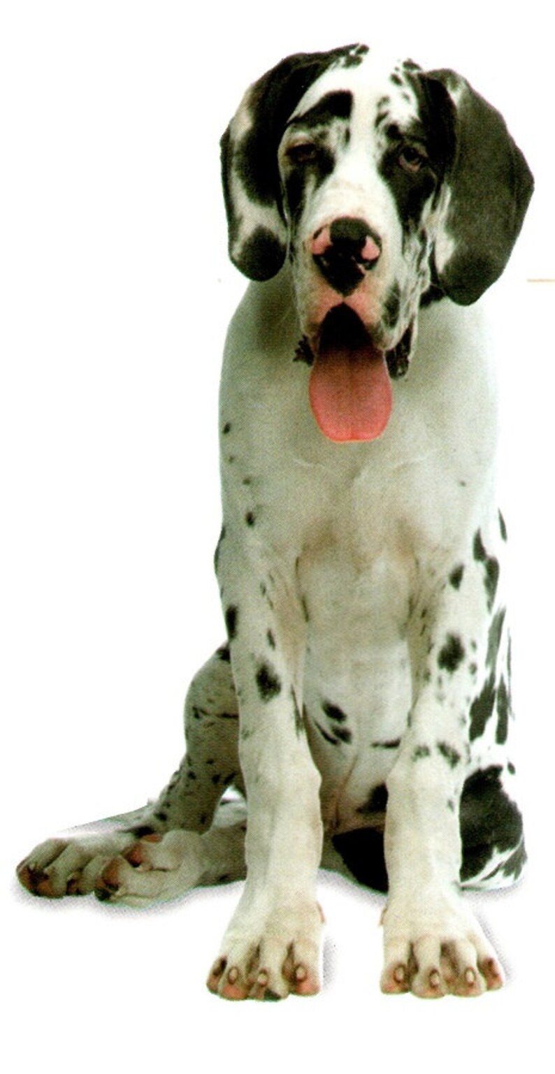 harlekin hund