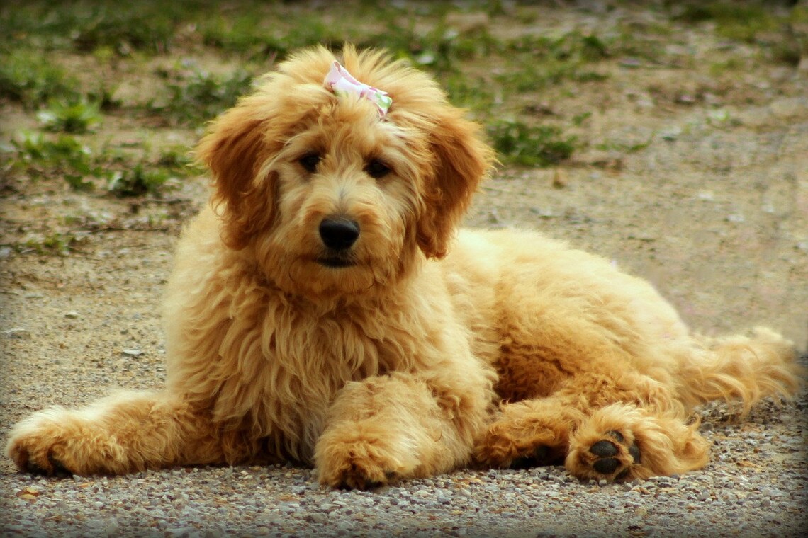 What Does a Goldendoodle Cost?