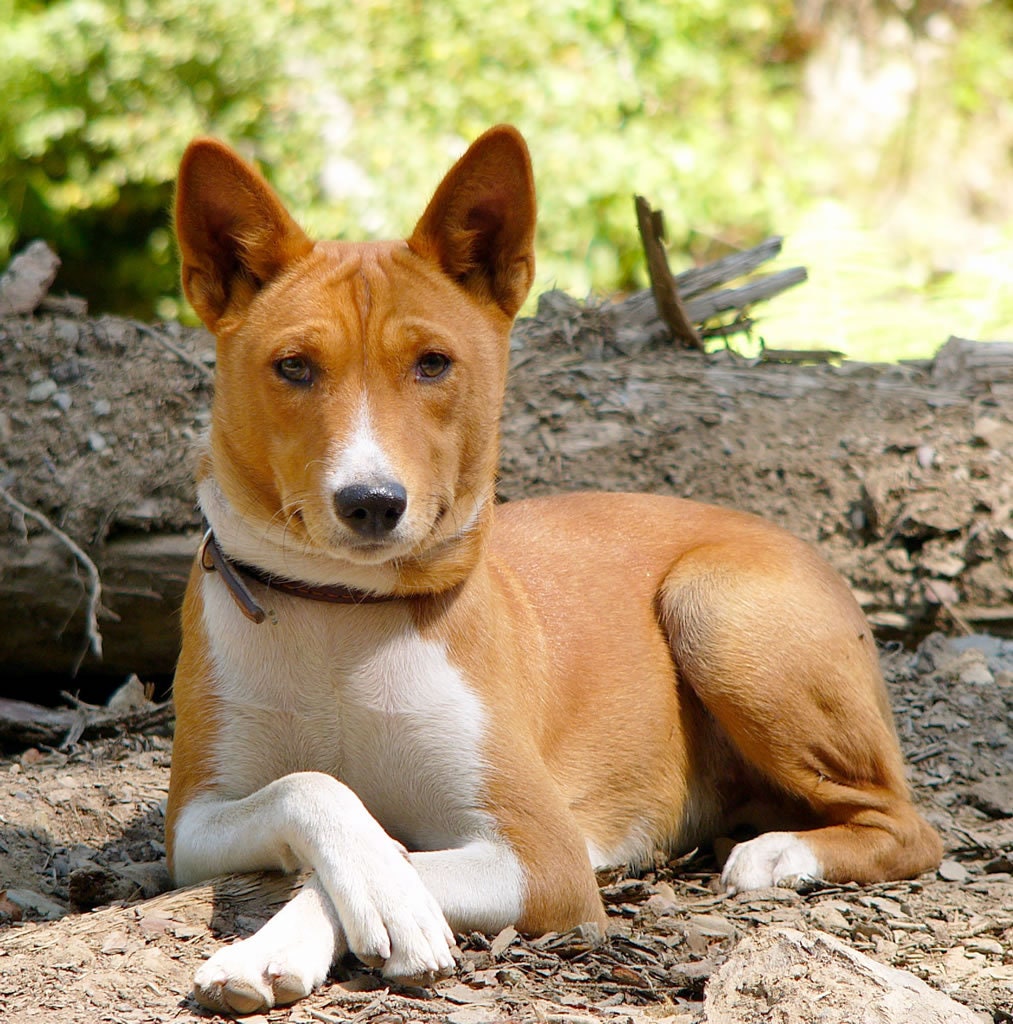 Kona Cotton BASENJI Dog in woods on ONE 16 square Fabric Panel to Quilt or Sew.Actual picture is approx 8 x 10 on white background
