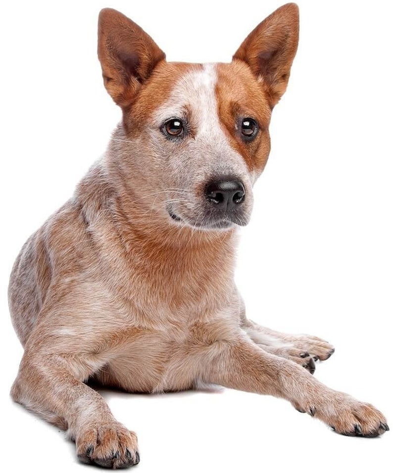red australian cattle dog stuffed animal