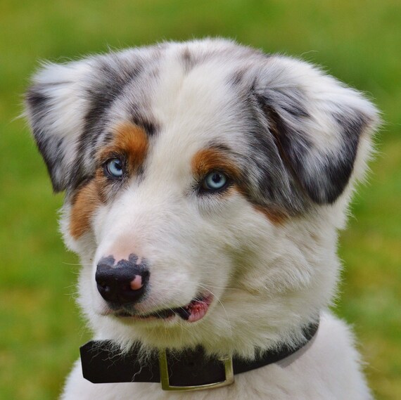 australian white shepherd