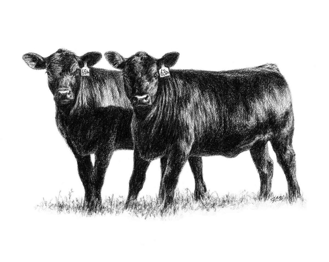 Black Angus Cattle. TWO HEIFERS. One on 16 fabric panel Etsy