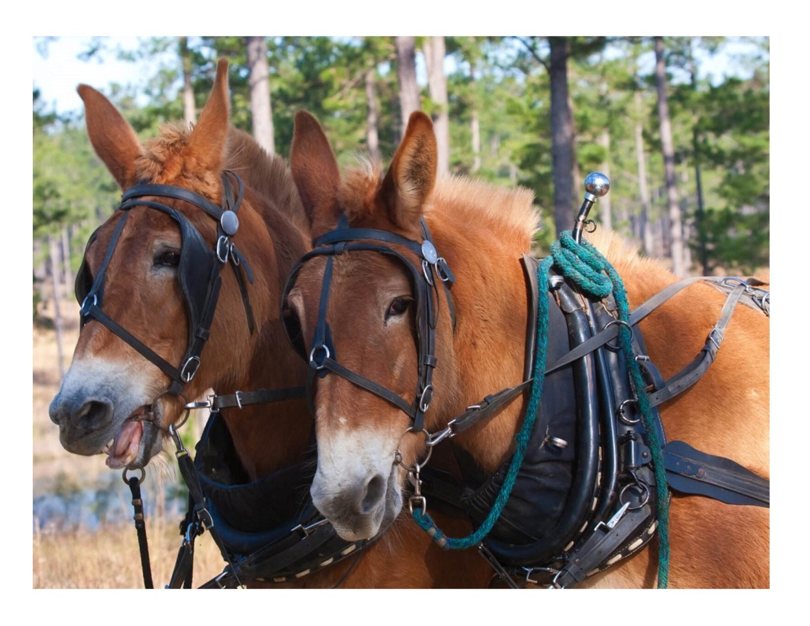 Mule: MULES in HARNESS on ONE 16 inch fabric panel to Sew or | Etsy