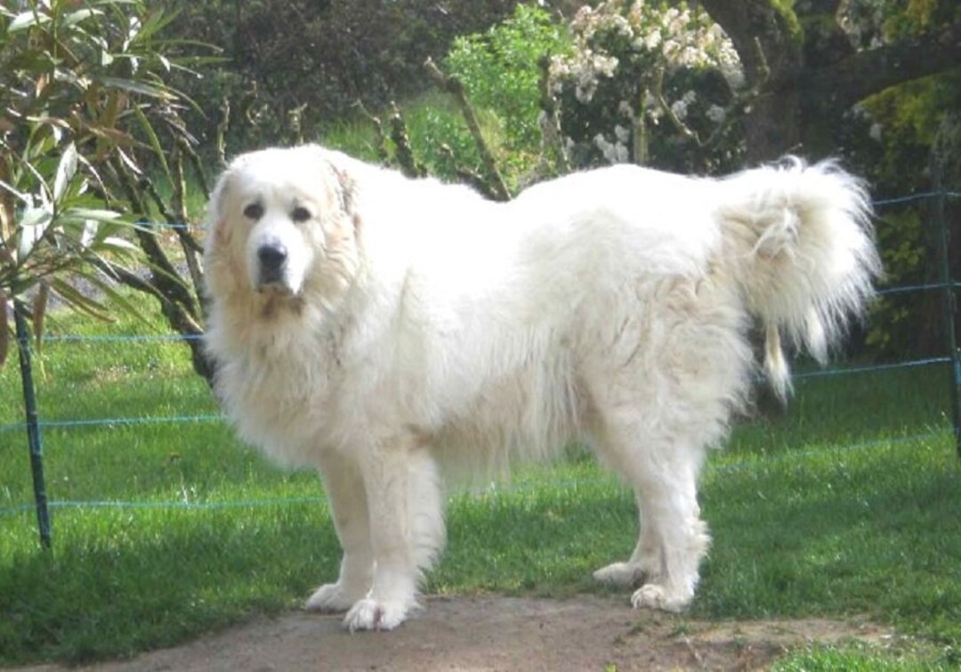 Great Pyrenees Dog Standing Actual Picture Is Approx 8 X Etsy 日本