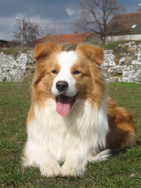red and white border collie