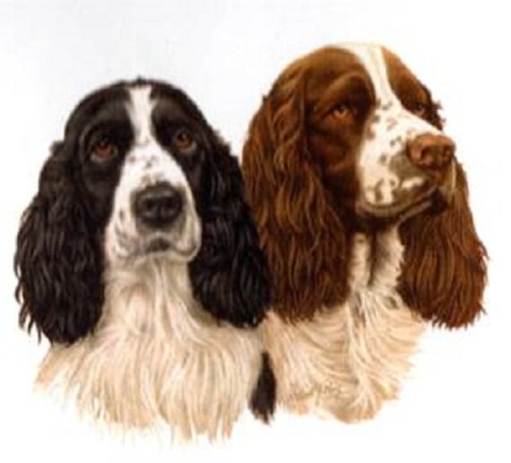 springer spaniel colours