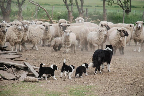 collie herding sheep