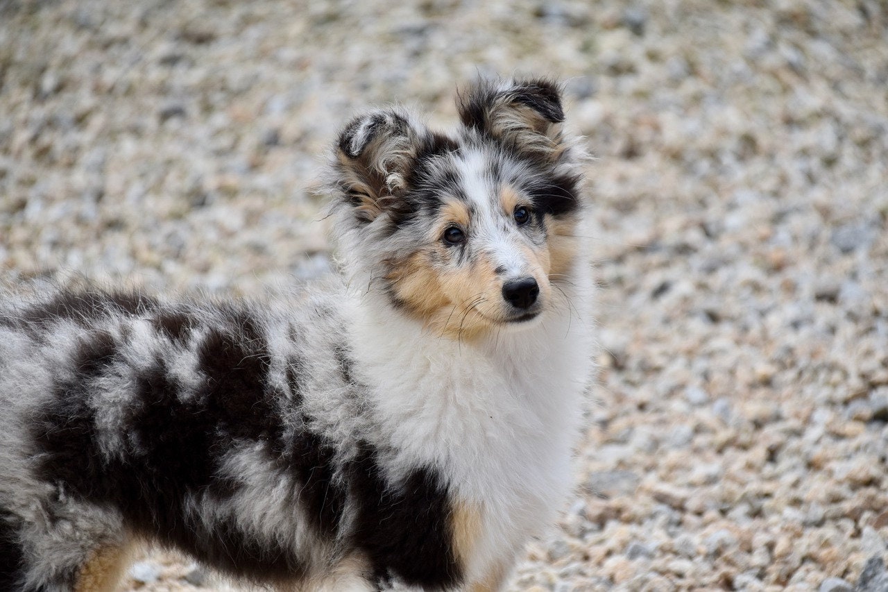 merle sheltie