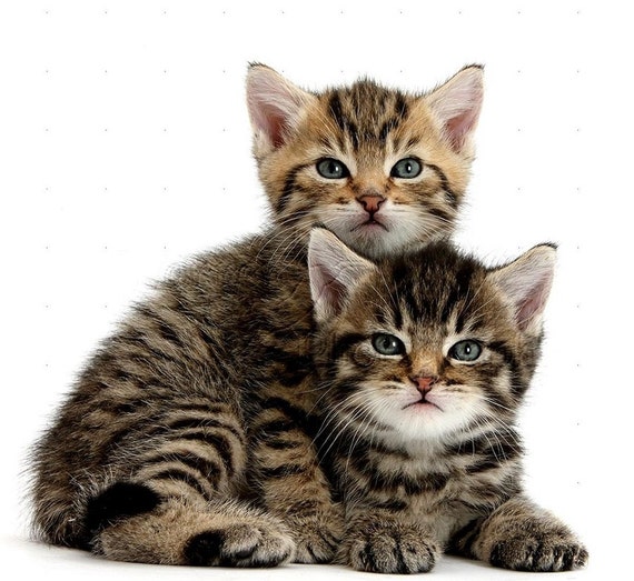 tabby kittens